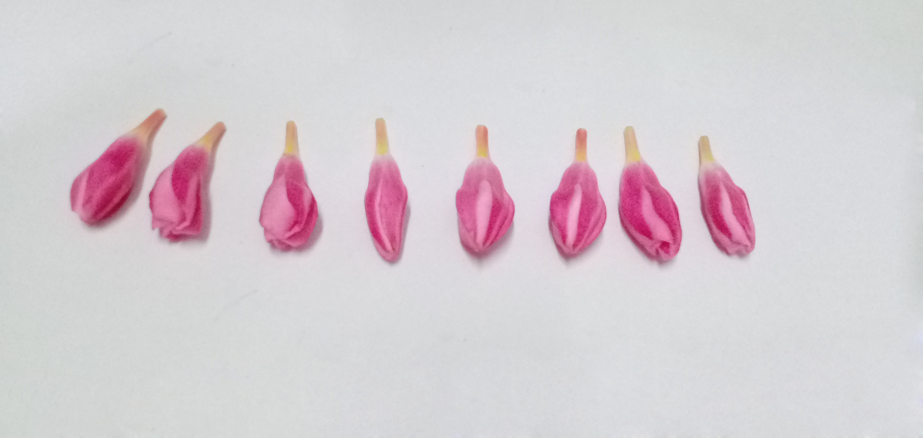 Ganneru / Oleander  flowers